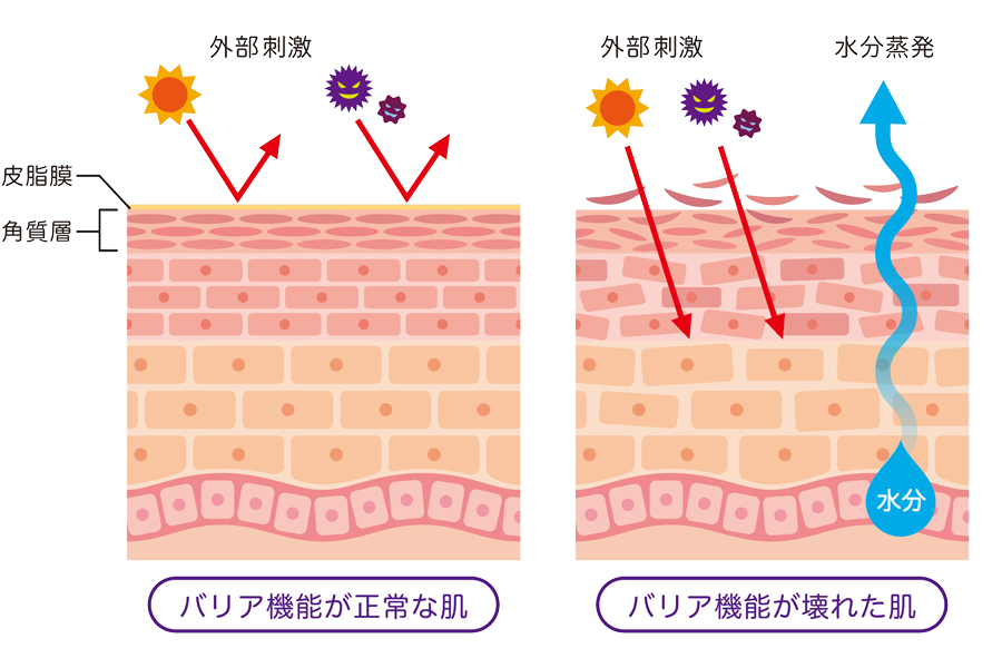 お肌のバリア機能ってなに？