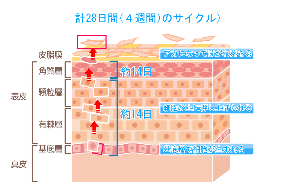 ターンオーバーとは？