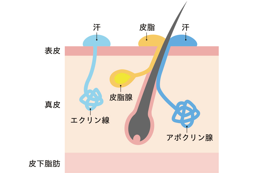 夏は水分不足で皮脂分泌量が増えてしまう