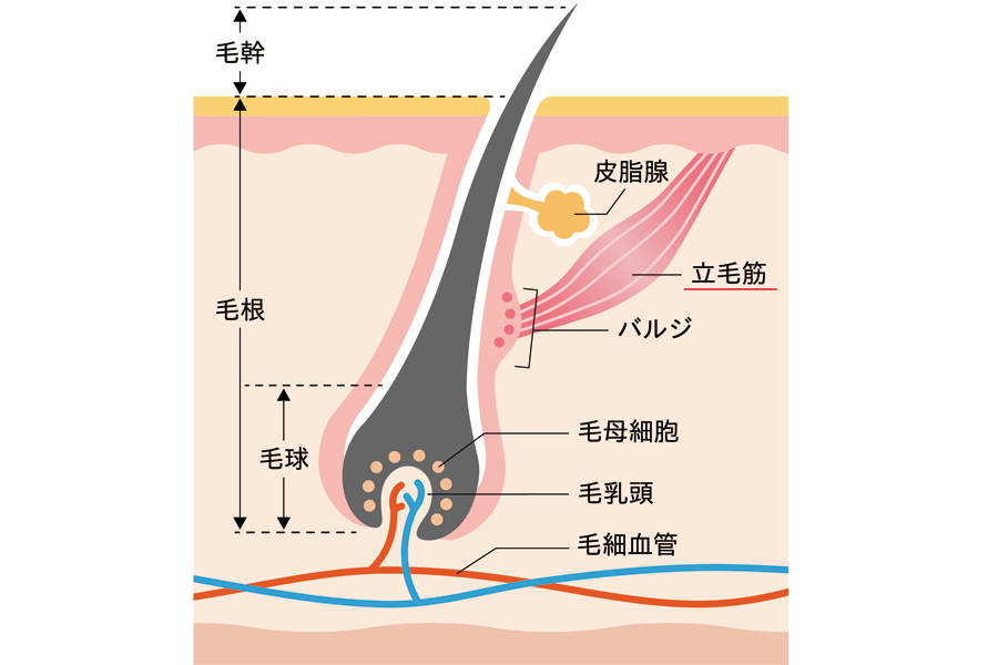 その他：夏にオススメ！毛穴の筋トレとは？