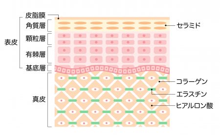 コラーゲンとセラミドの違い
