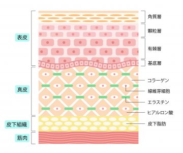 肌の構造