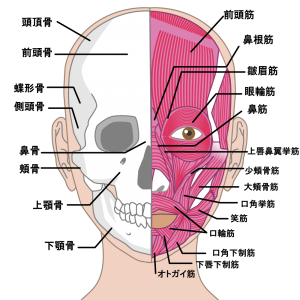 表情筋の部位