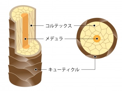 キューティクルの役割