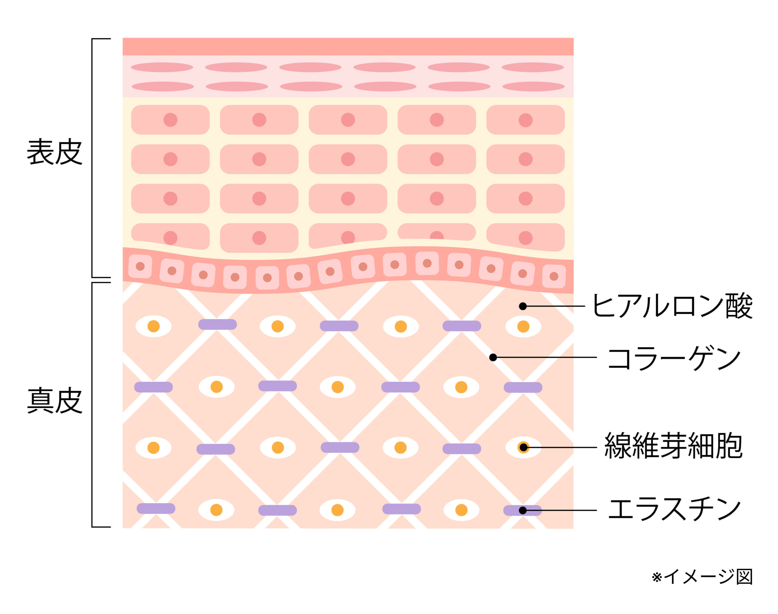 イメージ図_健康な肌の断面