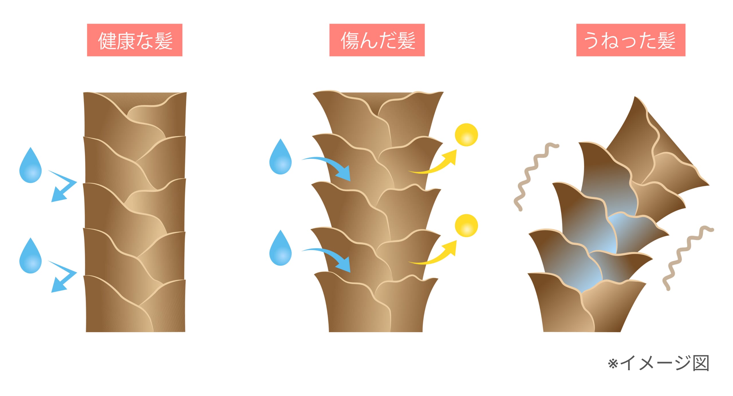 健康な髪・傷んだ髪・うねった髪の状態比較