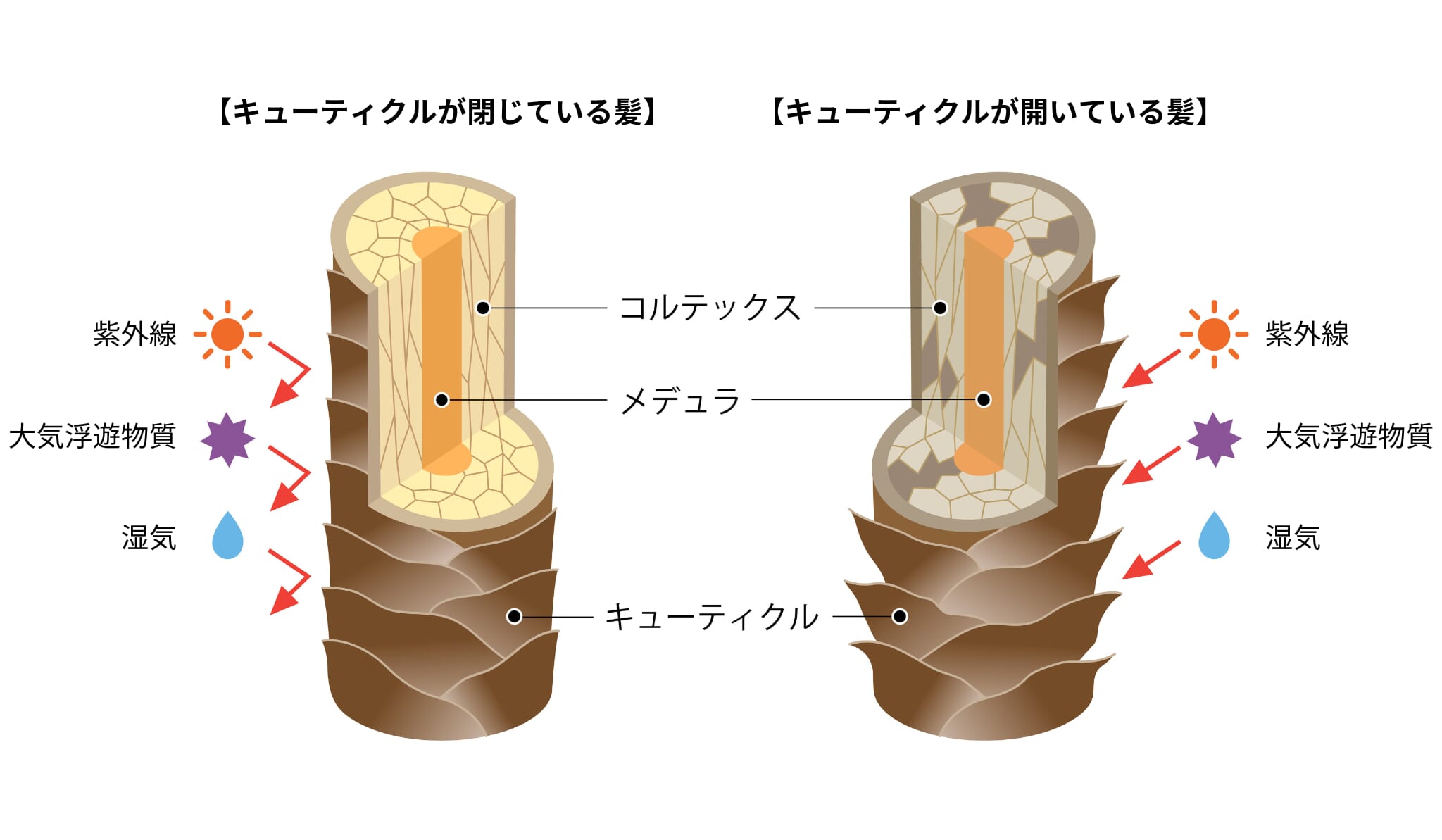 図解_キューティクルの構造