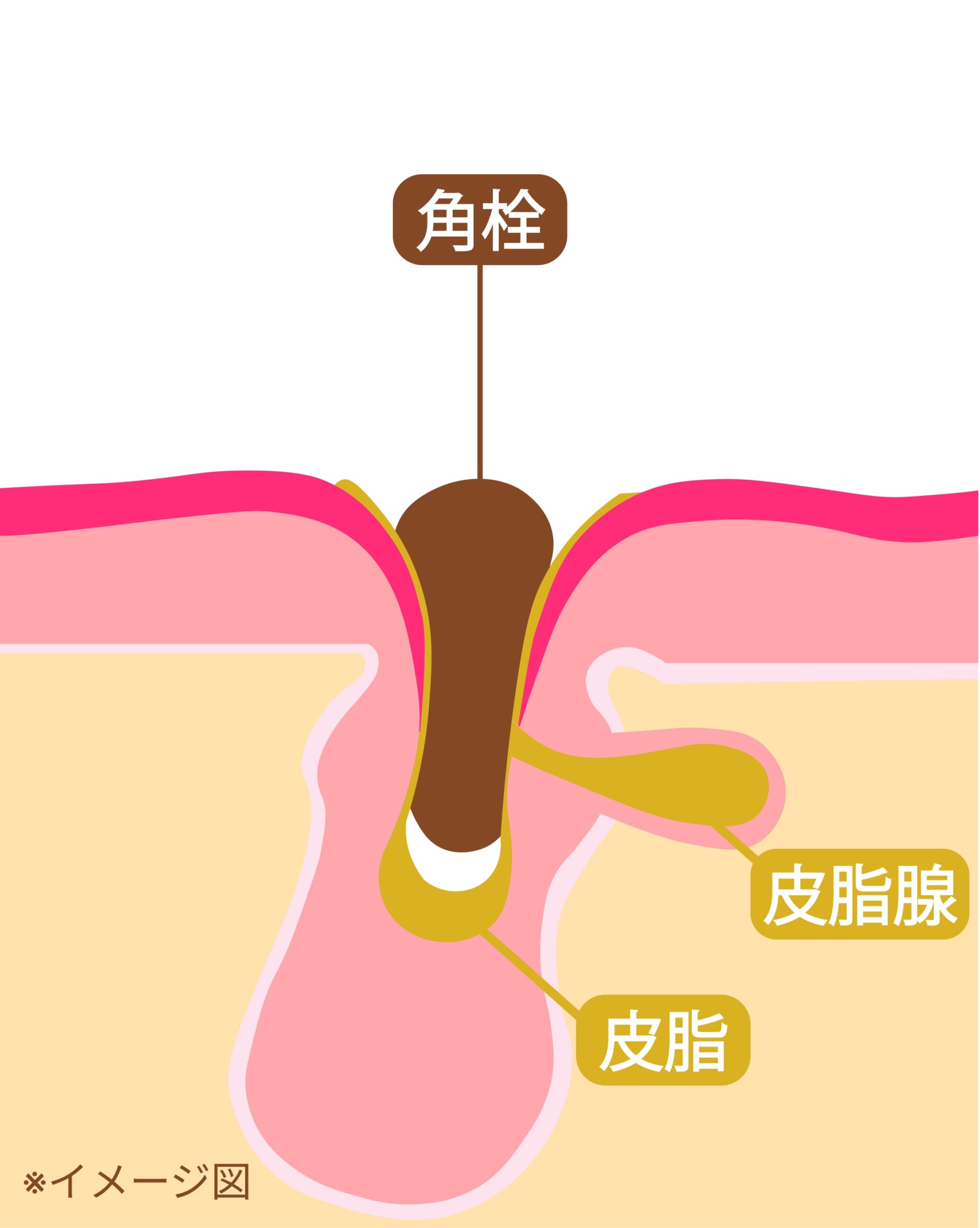 イメージ済_毛穴の構造