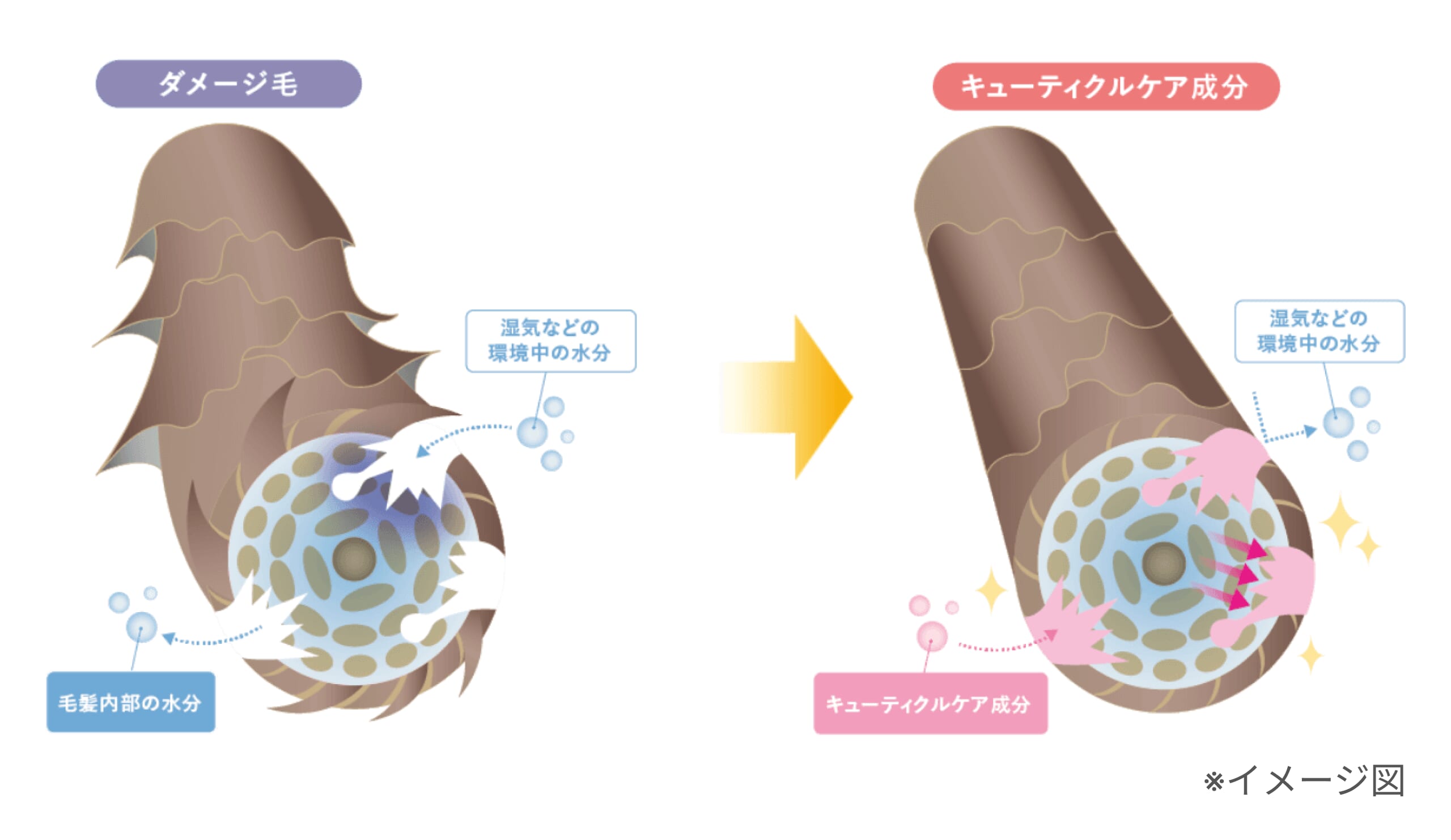 髪の断面図（キューティクルケア成分の効果）