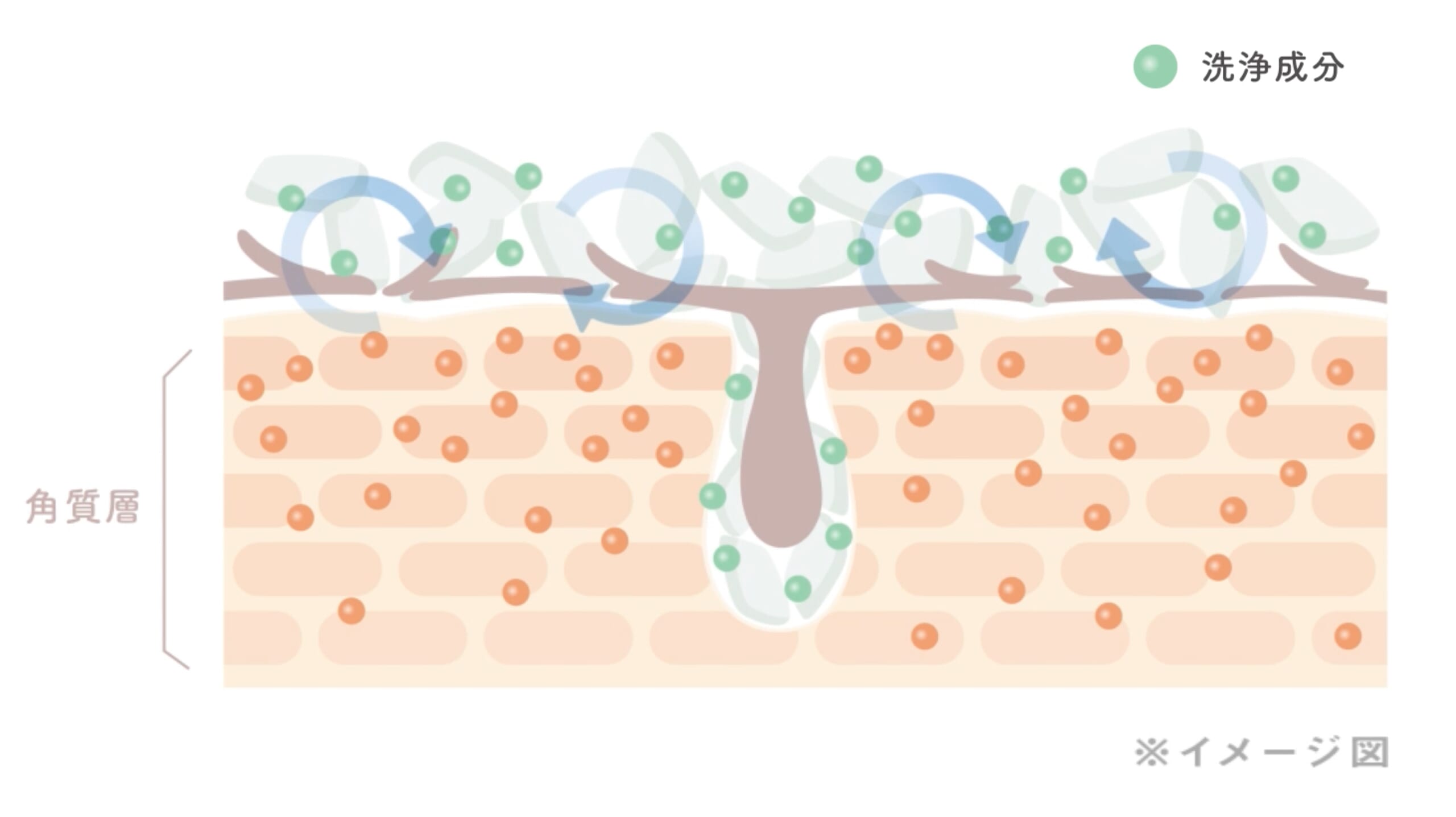 ③図解_クリアカプセルの仕組み_洗浄中の洗浄成分と美容成分の働き_イラストイメージ_SPver