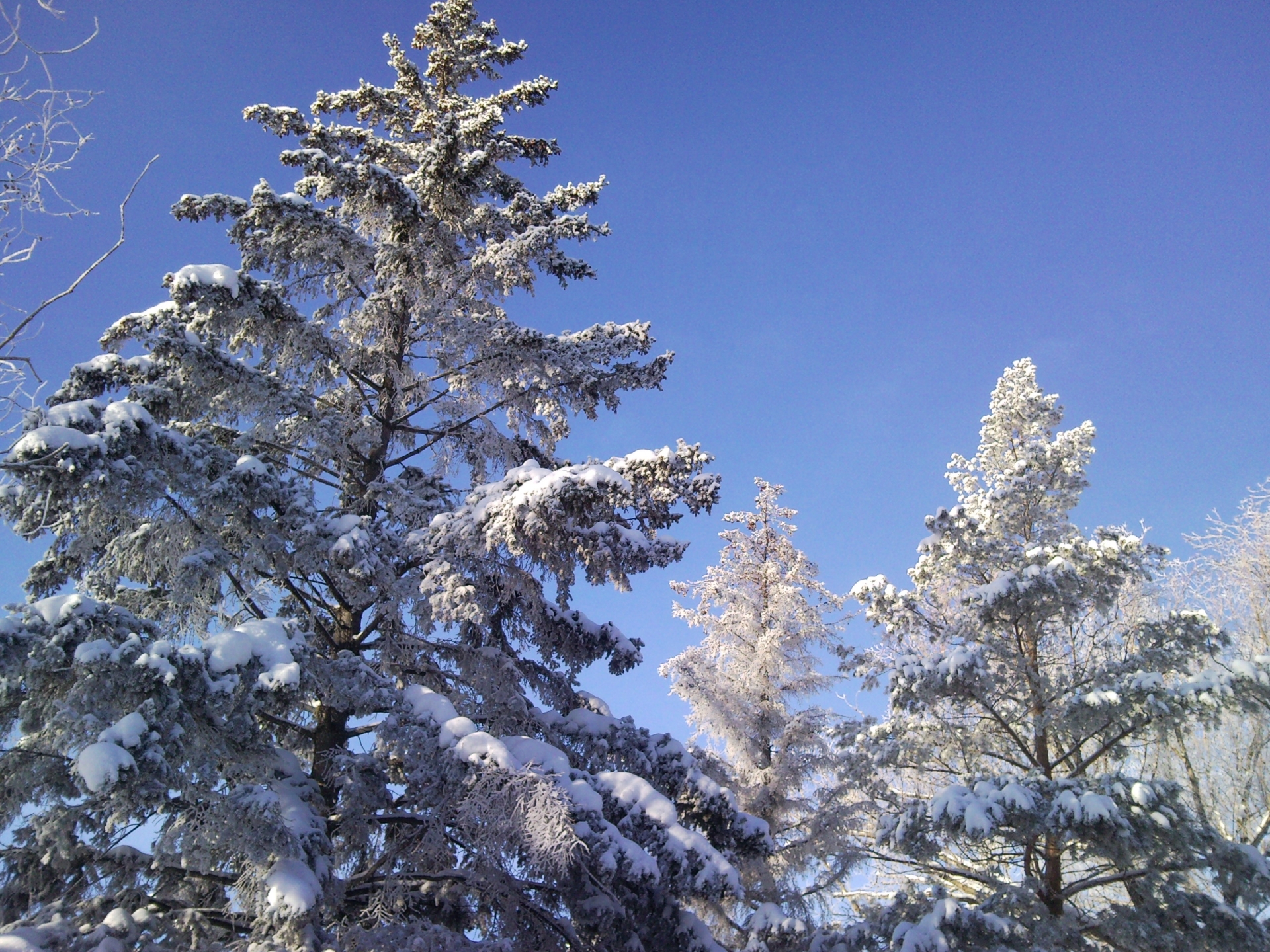 雪化粧の森