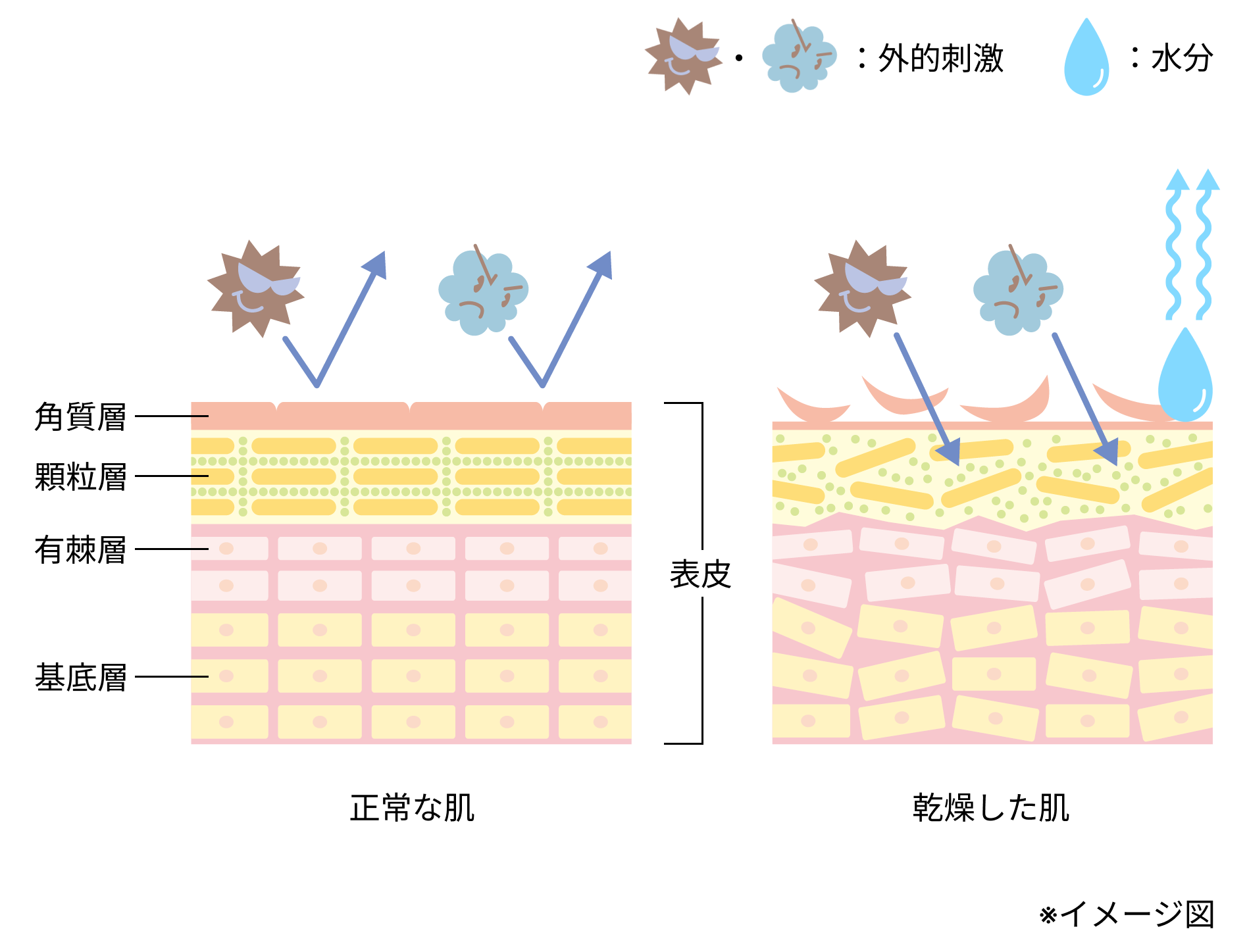 肌の水分蒸発イメージ