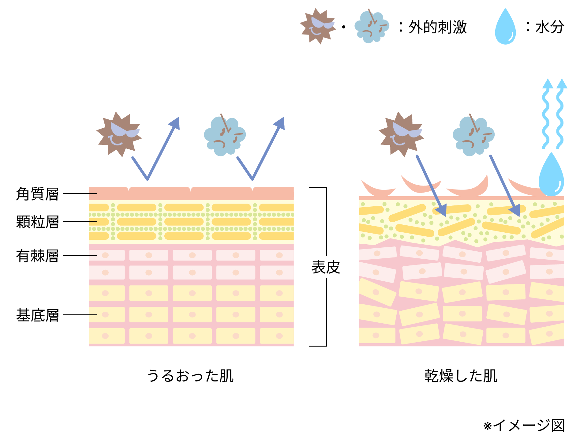 図解_うるおった肌の断面図と乾燥した肌の断面図