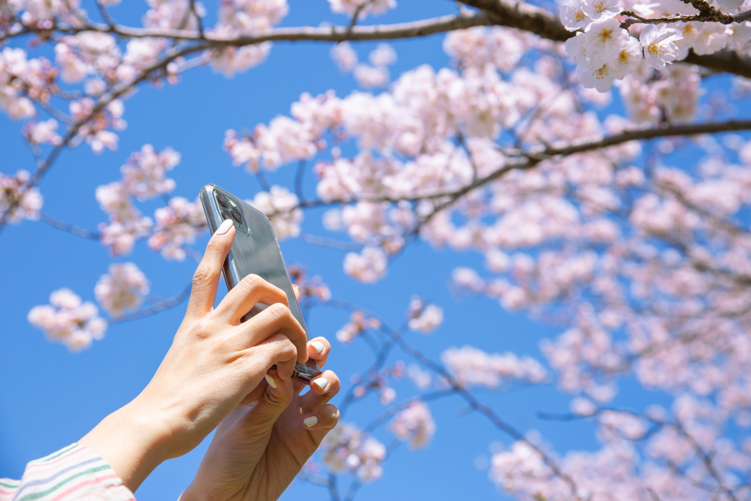 スマホで桜を撮影する手元