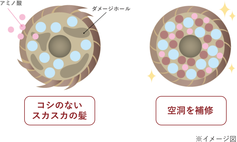 毛髪断面拡大図